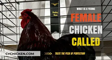 What’s a Young Female Chicken Called? Poultry Basics Explained
