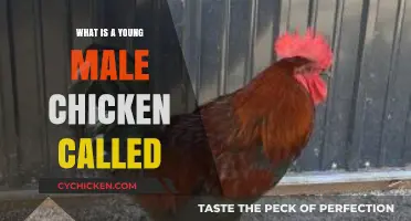 What’s a Young Male Chicken Called? Discover the Answer Here!
