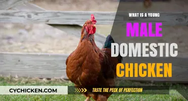Understanding the Young Male Domestic Chicken: A Beginner's Guide
