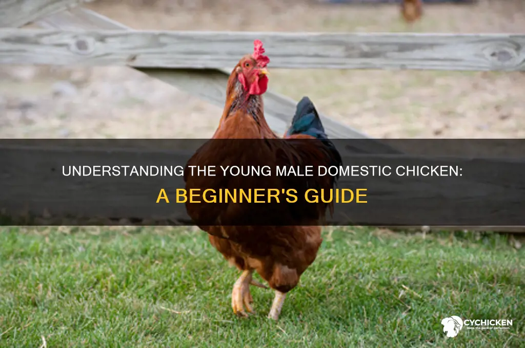what is a young male domestic chicken