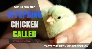 Understanding the Term for a Young Male Chicken Offspring