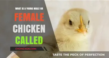 Chicks 101: Young Male and Female Chickens Explained