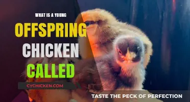 What’s a Baby Chicken Called? Discover the Adorable Name!