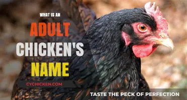 Understanding Adult Chicken Names: A Comprehensive Guide for Poultry Enthusiasts