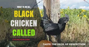 The Mysterious All-Black Chicken: Unveiling the Ayam Cemani Breed