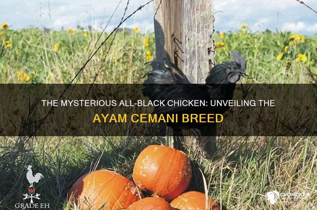 what is an all black chicken called