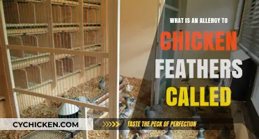 Understanding Poultry Feather Allergies: Symptoms, Causes, and Management Tips