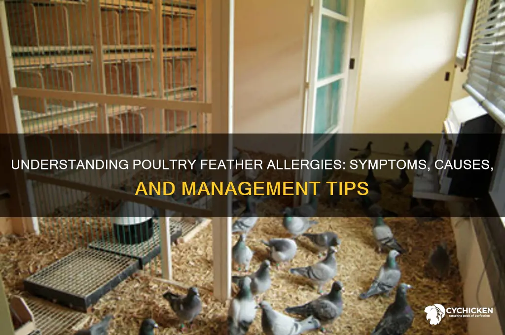 what is an allergy to chicken feathers called