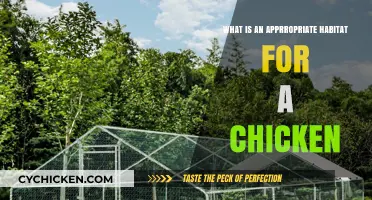 Creating the Perfect Chicken Habitat: Essential Tips for Happy Hens