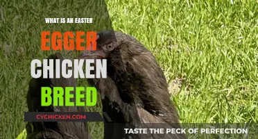 Discover the Unique Easter Egger Chicken Breed: Traits & Care Tips