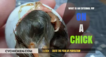 Understanding External Pips: A Crucial Chick Development Feature Explained