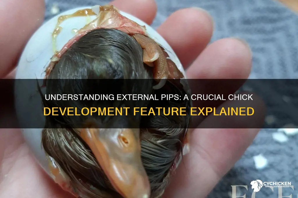 what is an external pip on a chick