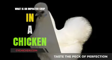 Understanding Impacted Crop in Chickens: Causes, Symptoms, and Treatment