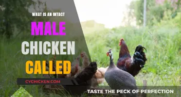 Understanding the Term: What is an Intact Male Chicken Called?