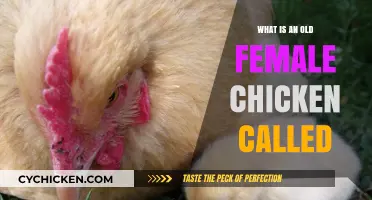 What’s an Old Female Chicken Called? Discover the Term Now!