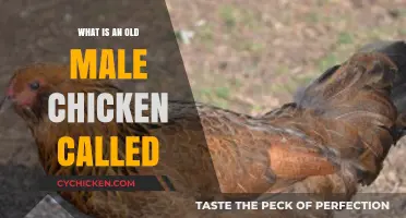 What’s an Old Male Chicken Called? Discover the Surprising Term
