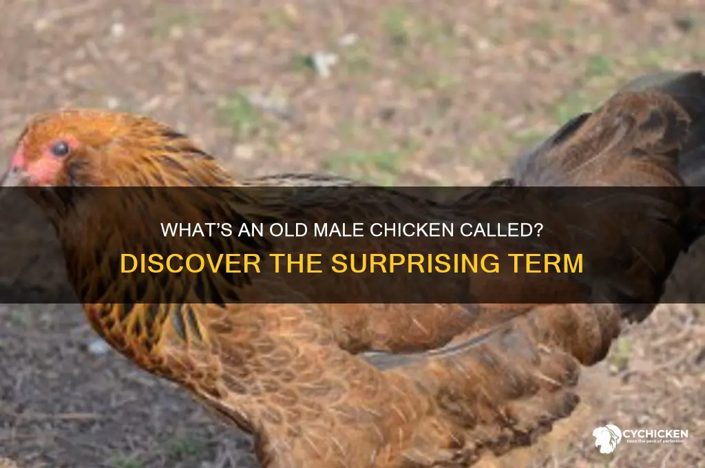 what is an old male chicken called