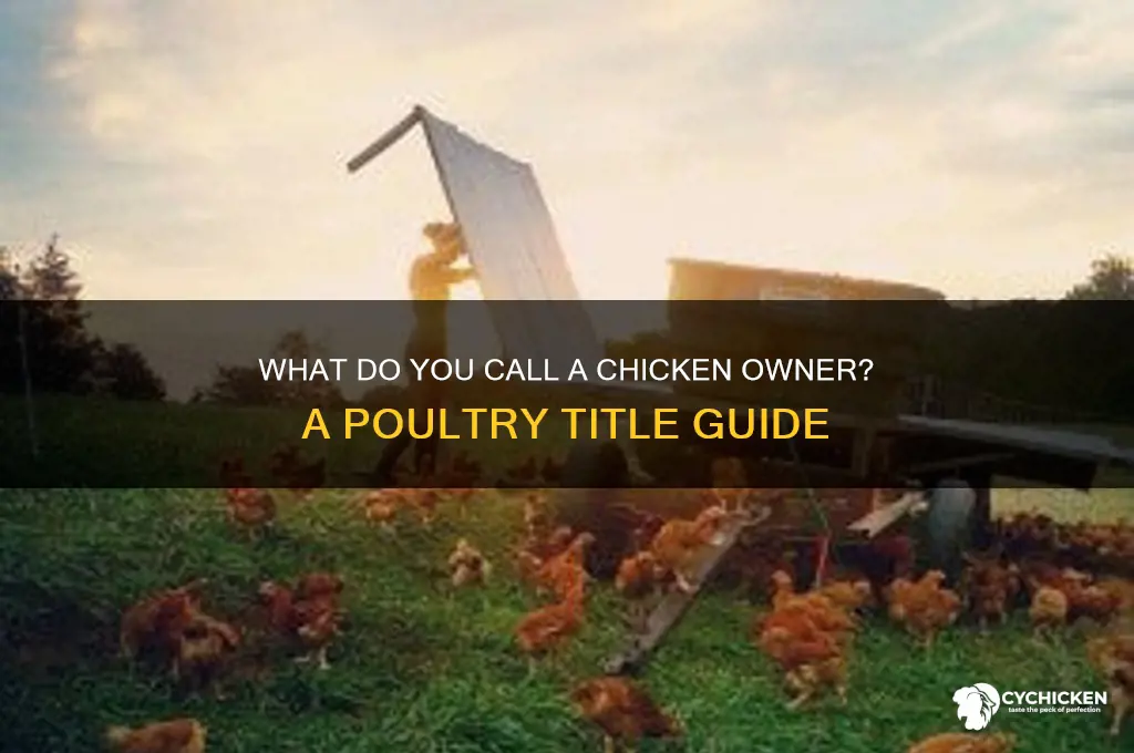 what is an owner of a chicken called