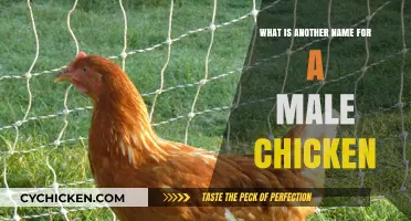 Discovering the Alternative Name for a Male Chicken: A Quick Guide