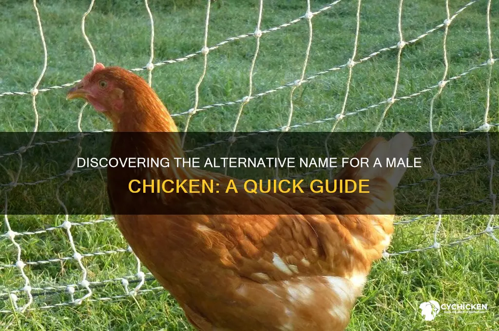 what is another name for a male chicken