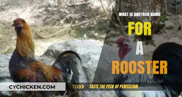 Cock or Rooster: Uncovering the Alternate Name for the Male Chicken