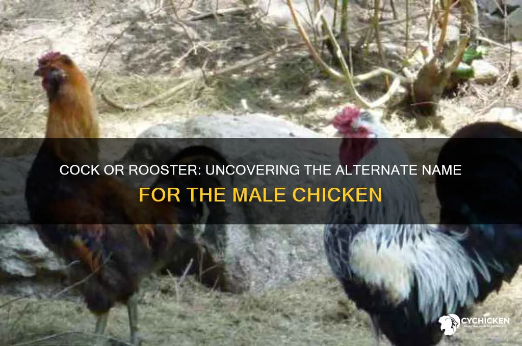 what is another name for a rooster