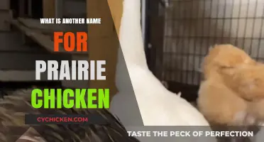 Prairie Chicken's Alternative Name: Unveiling the Lesser Prairie Chicken's Moniker
