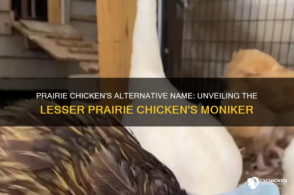 what is another name for prairie chicken