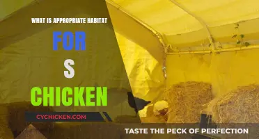 Creating the Perfect Chicken Habitat: Essential Tips for Happy, Healthy Birds