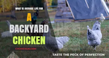 Backyard Chicken Lifespan: Understanding the Average Life of Your Flock