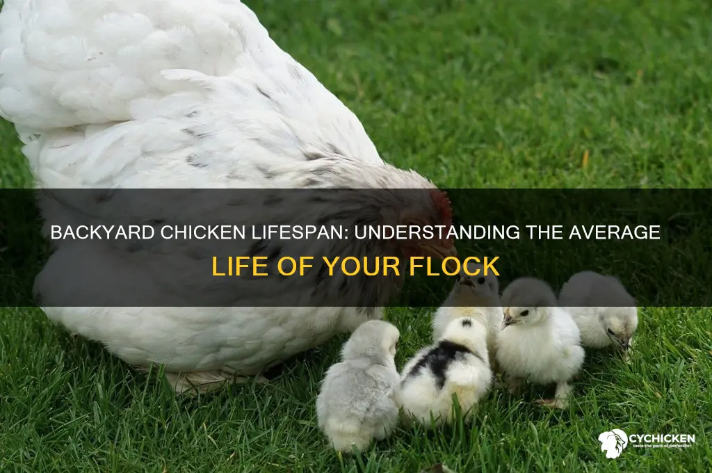 what is average life for a backyard chicken