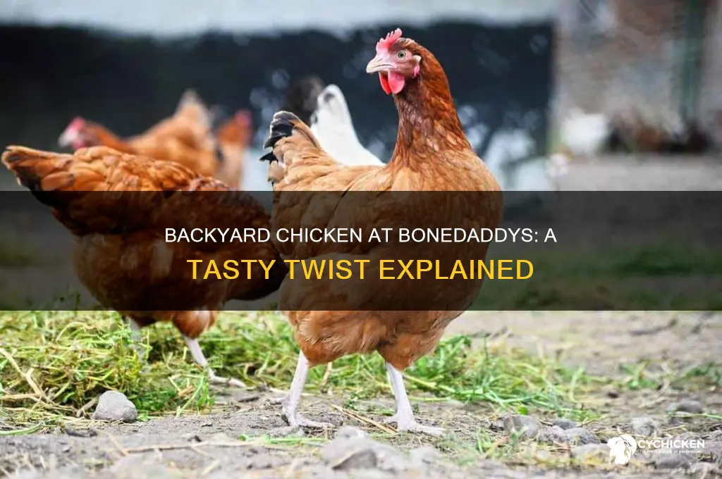 what is backyard chicken at a bonedaddys