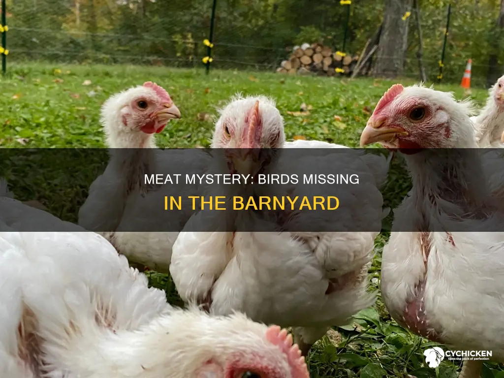 what is beef and lamb but not chicken or turkey