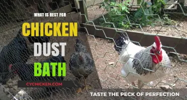 Perfect Chicken Dust Bath: Essential Tips for Happy, Healthy Hens