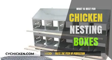 Top Tips for Creating Comfortable Chicken Nesting Boxes