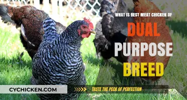 Best Dual-Purpose Chicken Breeds for Meat and Eggs