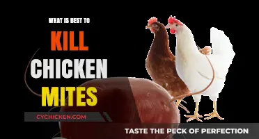 Effective Solutions to Eliminate Chicken Mites and Protect Your Flock
