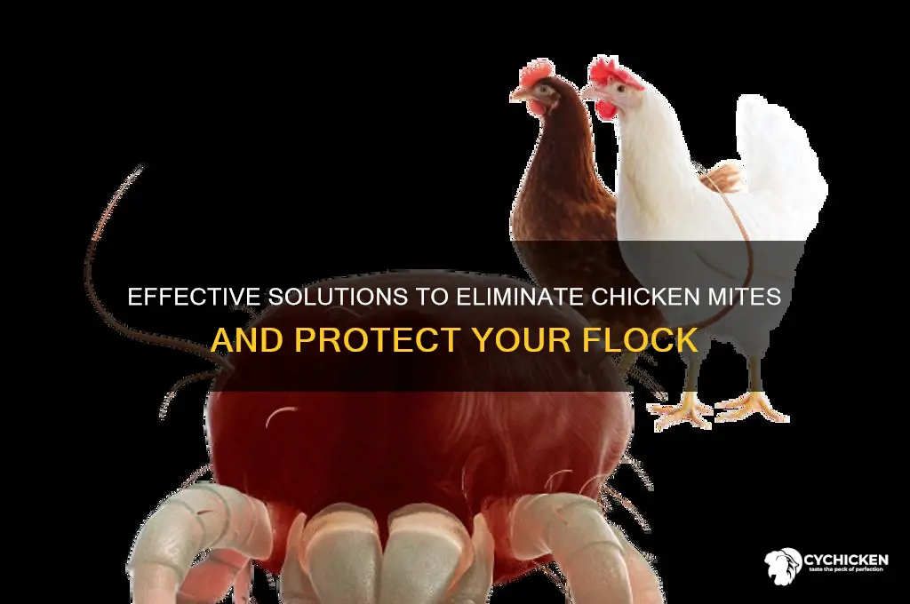 what is best to kill chicken mites