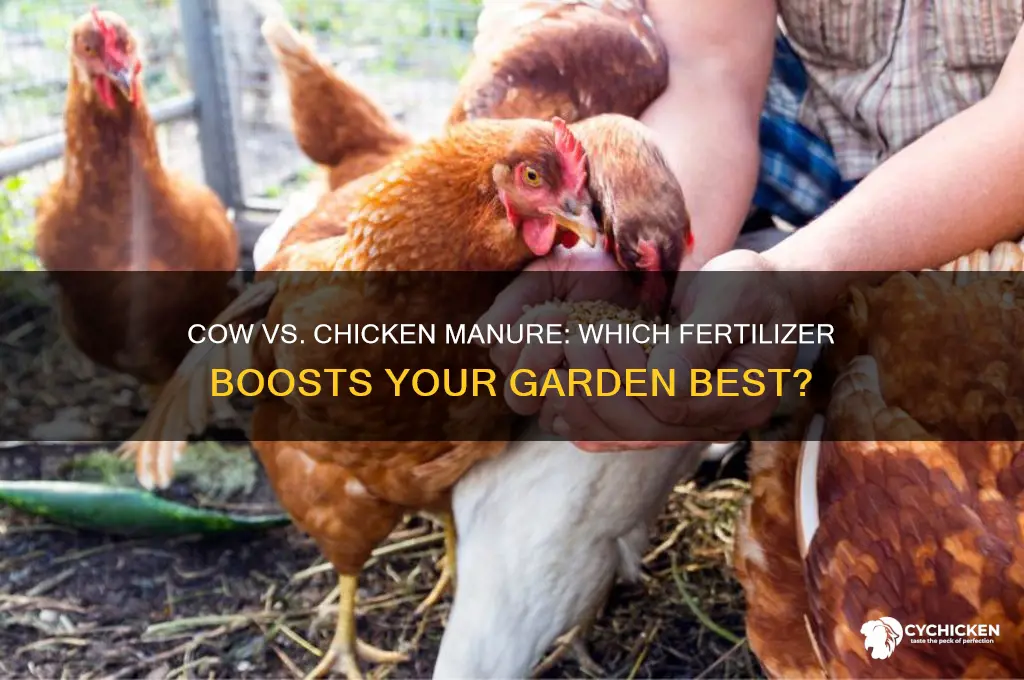 what is better cow or chicken manure