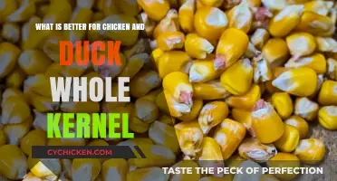 Whole Kernel Corn: A Nutritional Showdown for Poultry