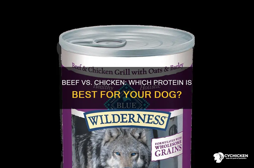 what is better for dogs beef or chicken