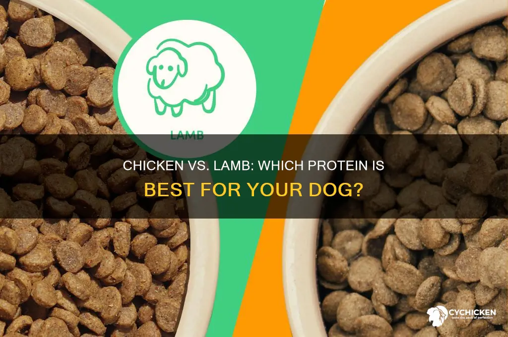 what is better for dogs chicken or lamb