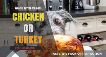 Chicken vs. Turkey: Which Protein is Best for Your Dog?