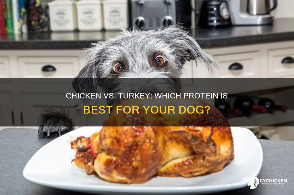 what is better for dogs chicken or turkey