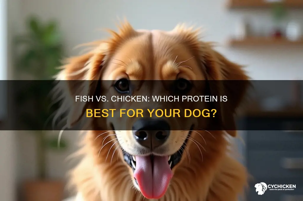 what is better for dogs fish or chicken