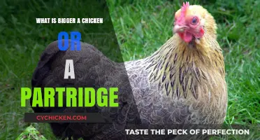 Chicken vs Partridge: Size Comparison and Surprising Differences