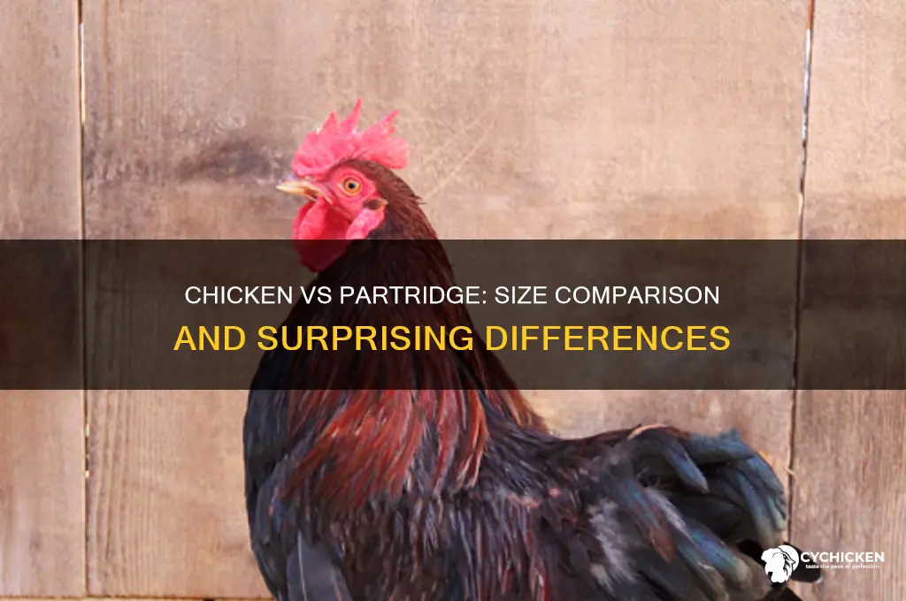 what is bigger a chicken or a partridge