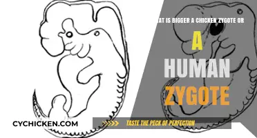 Zygote Size: Chicken vs Human