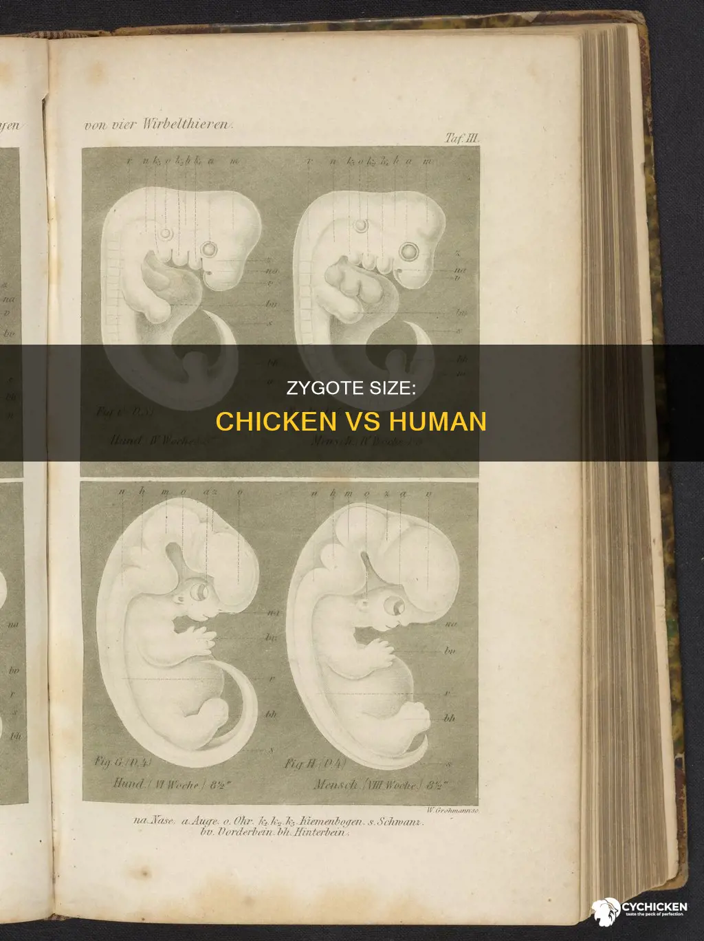 what is bigger a chicken zygote or a human zygote