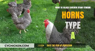 Black Chicken Breed: Ayam Cemani's Horn Type A